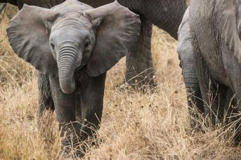 Tanzania - Wielka migracja Mara