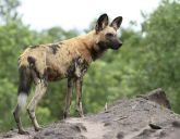 Delta i Chobe - kraina dzikiej przyrody