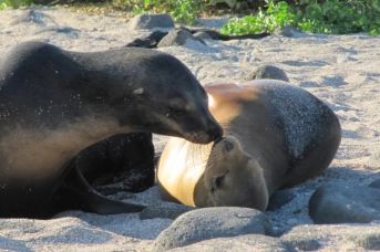 Ekwador dla koneserów /+ Rejs na Wyspy Galapagos/