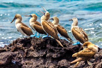 Endemiczny świat - Galapagos