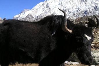 Nepal - Bhutan - Bangladesz
