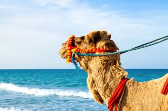 Djerba - Między Morzem a Saharą