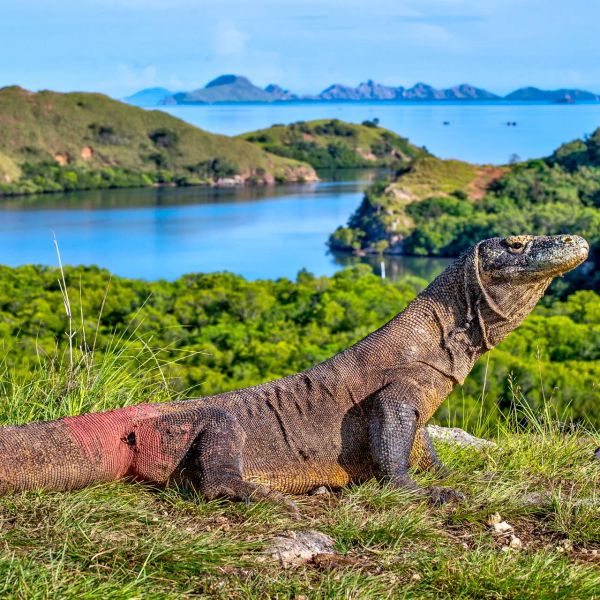Indonezja - Śladami smoków z Komodo