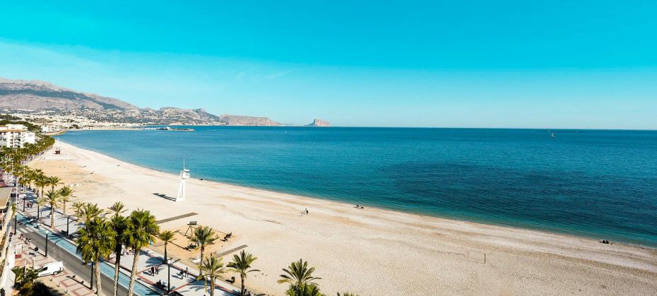 Kaktus Albir