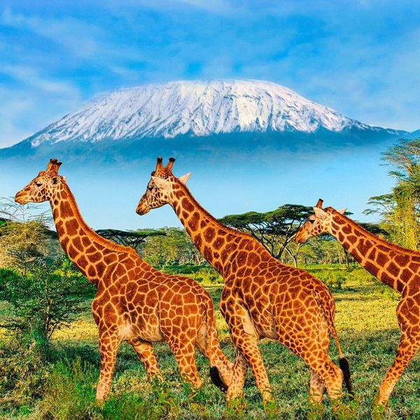 Śniegi Kilimandżaro – 2026-03-19