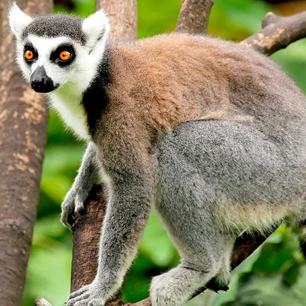 Z wizytą u Lemurów