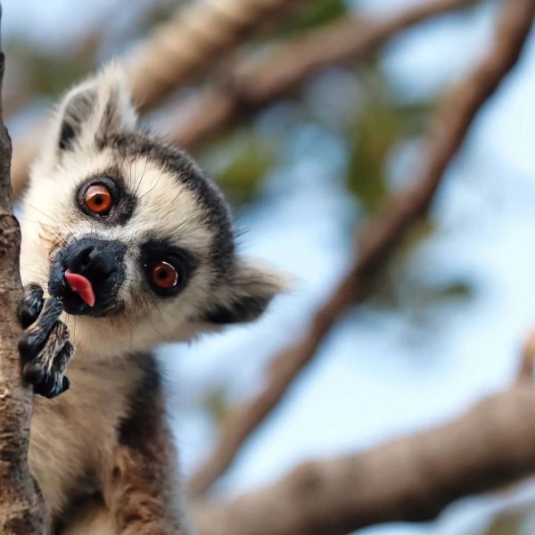 Madagaskar - Natura Lemura
