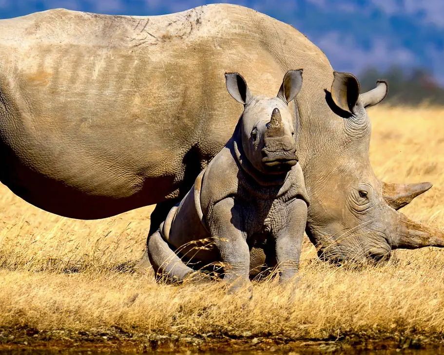 Powitanie z Afryką / Reef Hotel