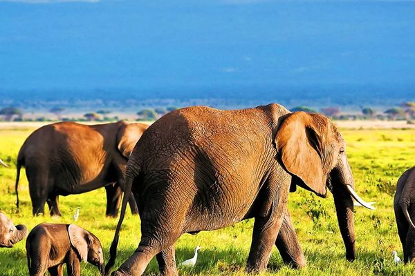 Powitanie z Afryką / Reef Hotel