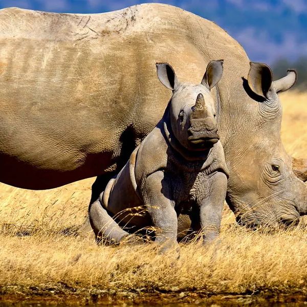 Powitanie z Afryką / Reef Hotel