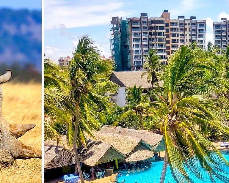 Powitanie z Afryką / Reef Hotel