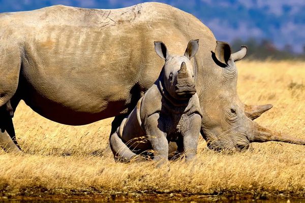 Powitanie z Afryką / Reef Hotel