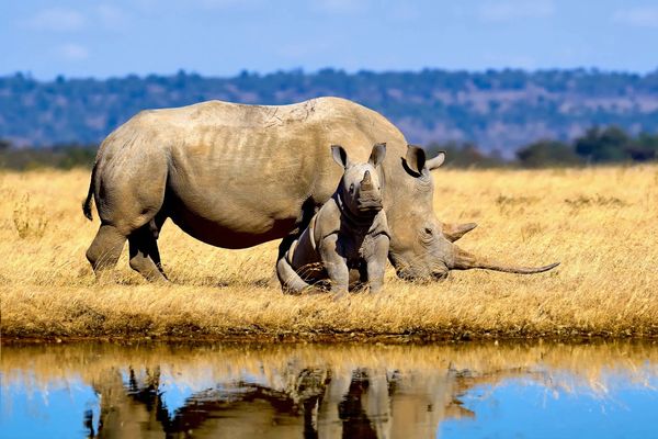 Powitanie z Afryką / Reef Hotel