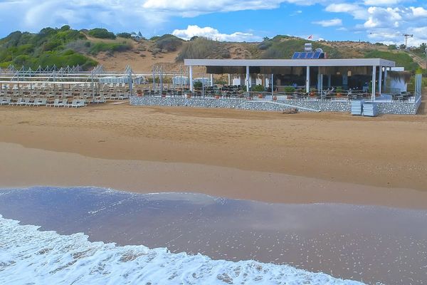 Seashell Vega (ex. Side Crown Sunshine)