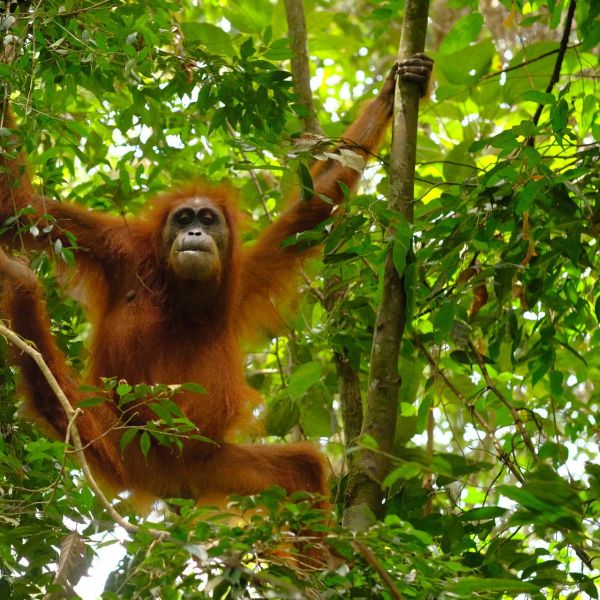Singapur, Jawa, Bali i Sumatra - wulkany i orangutany