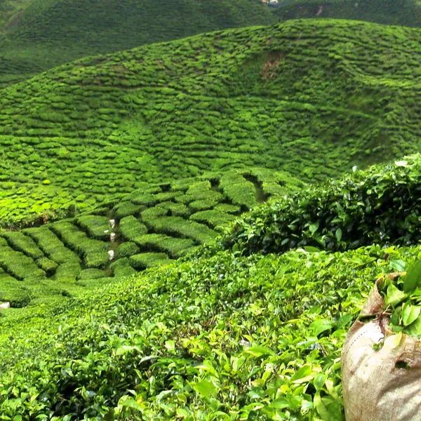 Sri Lanka – Perły Północy – 2025-12-11 - Zdjęcie 2