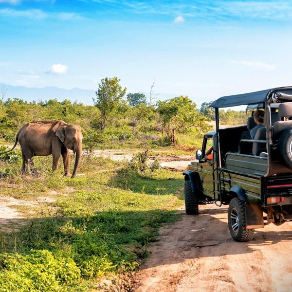 Lankijskie Safari