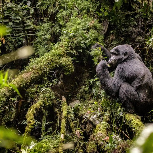 Uganda - Tropem Goryli